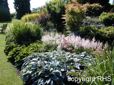 Mixed border